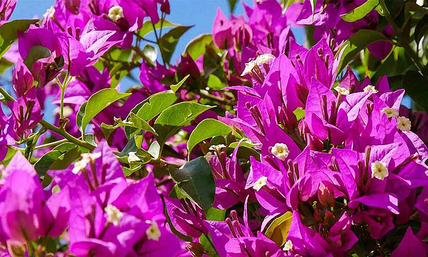 Green climbers for coastal areas